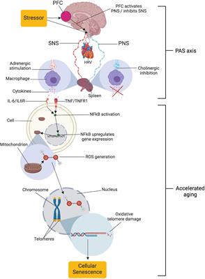 Prefrontally modulated vagal neuroimmunomodulation is associated with telomere length